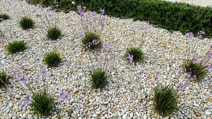 Vereinzelte Pflanzen inmitten von Kieselsteinen sind kein Zeichen für umweltfreundliche Gartengestaltung