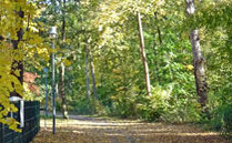 Bäume mit Herbstlaub