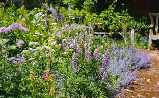 Umweltfreundliche Gartengestaltung: Üppige Blütenpracht im Garten mit bewachsenen Haus im Hintergrund