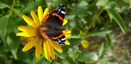 Eine Schmetterling sitzt auf einer gelben Blume