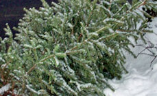 Im Schnee abgelegter Tannenbaum
