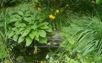 Pflanzen um einen Gartenteich