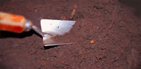 Kleine Pflanzschaufel mit Holzgriff in der Erde
