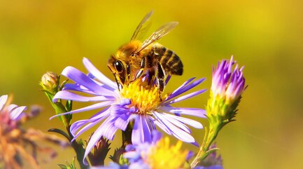 Eine Biene sammelt Nektar an einer Blume