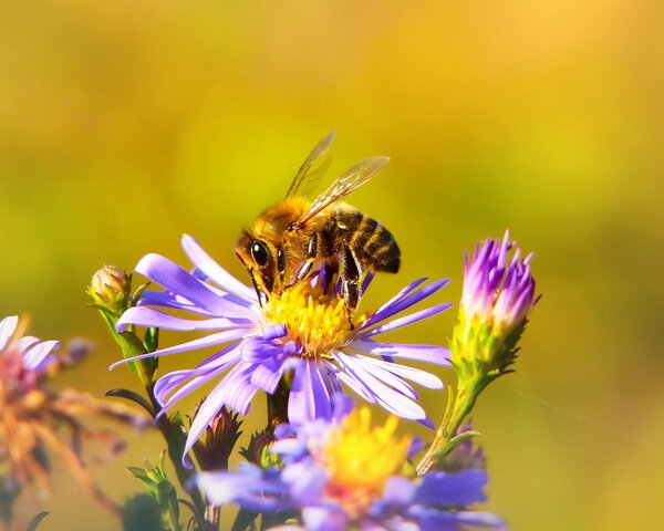 Eine Biene sammelt Nektar an einer Blume