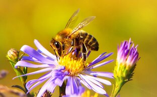 Eine Biene sammelt Nektar an einer Blume