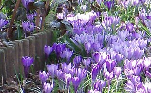 Umweltfreundliche Gartenarbeit: Lilafarbene Blüten am Wegrand