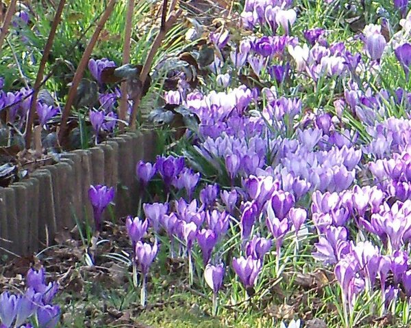 Umweltfreundliche Gartenarbeit: Lilafarbene Blüten am Wegrand